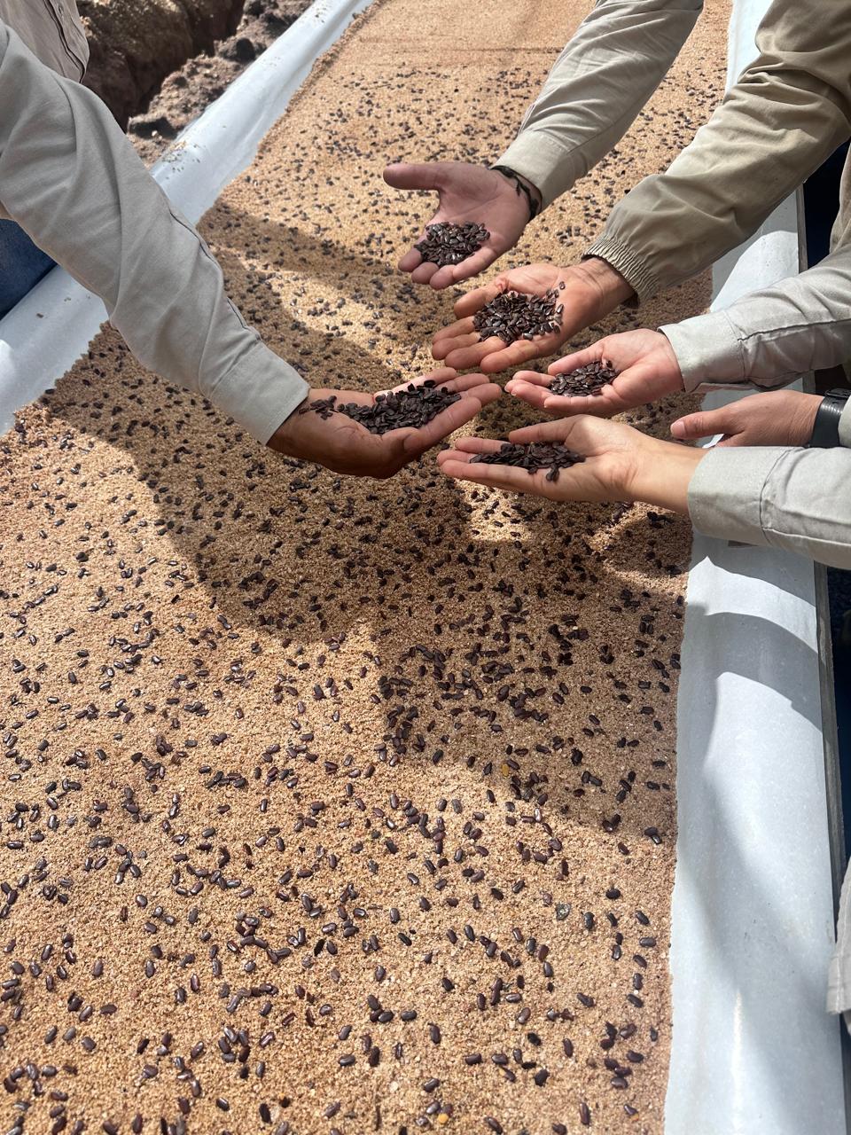 Equipe avaliando sementes durante o trabalho de produ&ccedil;&atilde;o