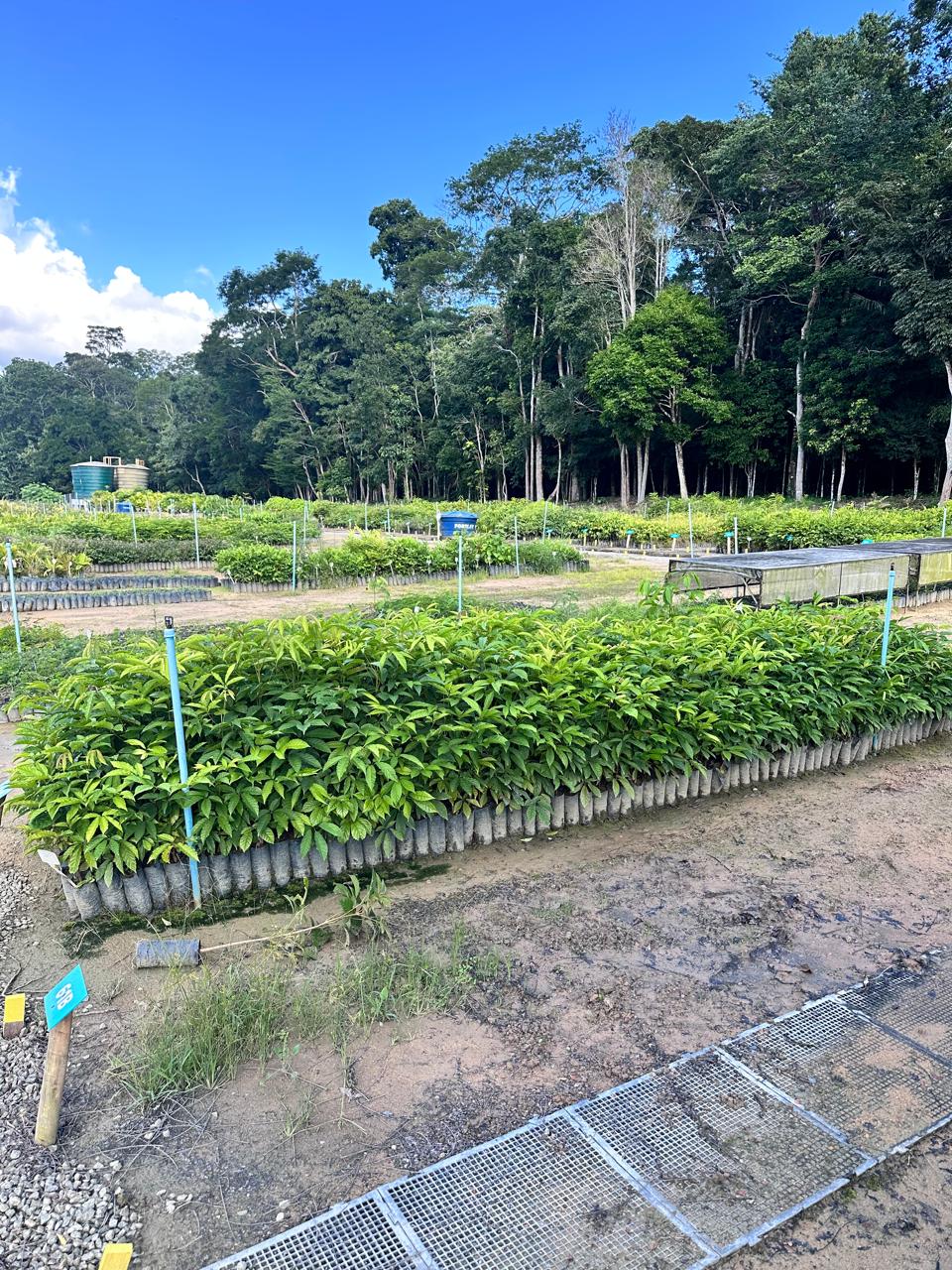 Bancadas de mudas em produ&ccedil;&atilde;o no viveiro da Reserva Natural Vale